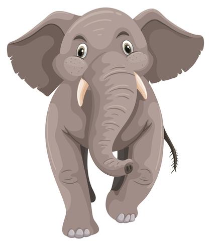 Baby elephant with gray skin vector