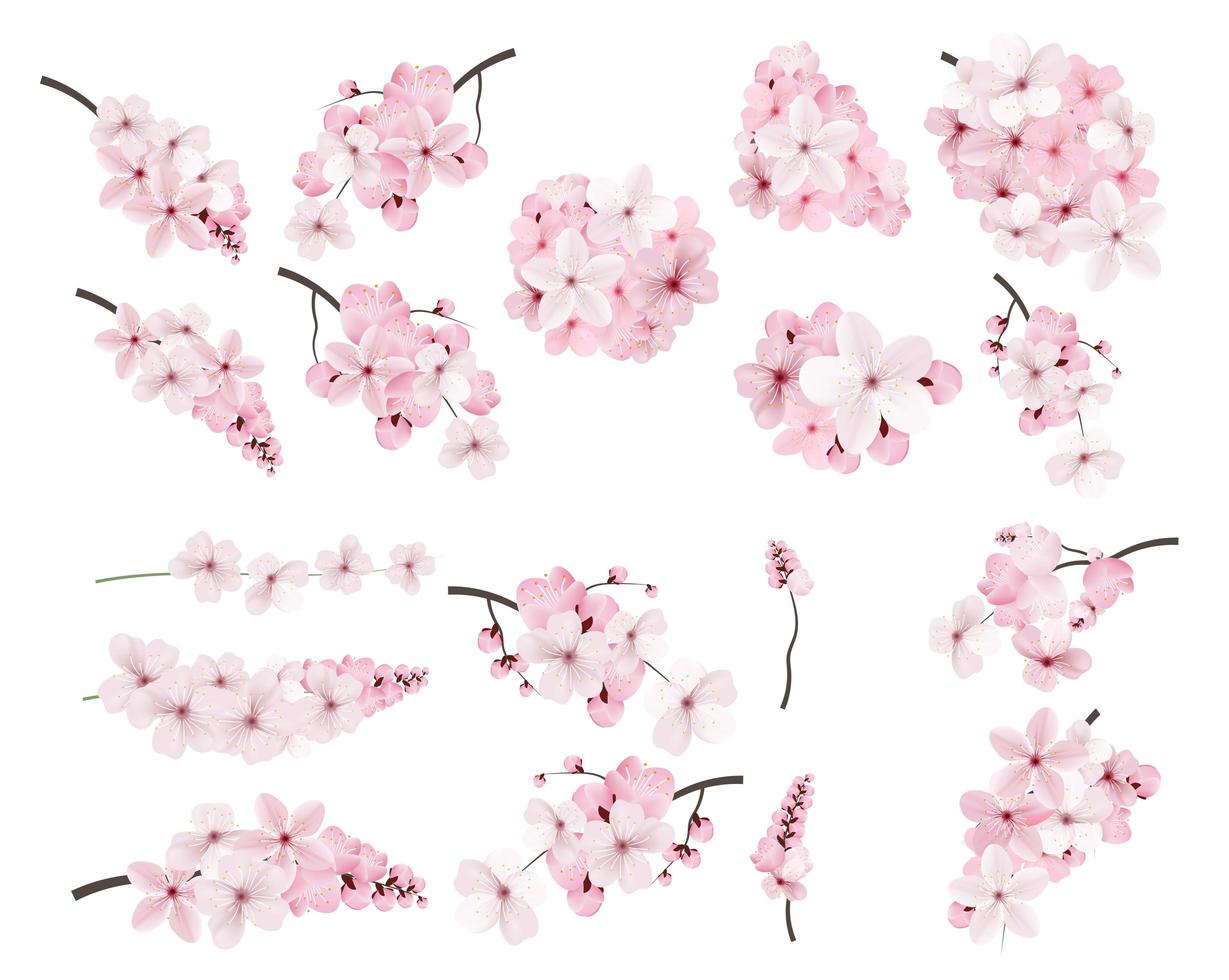 Beautiful blossoming pink sakura flowers  vector