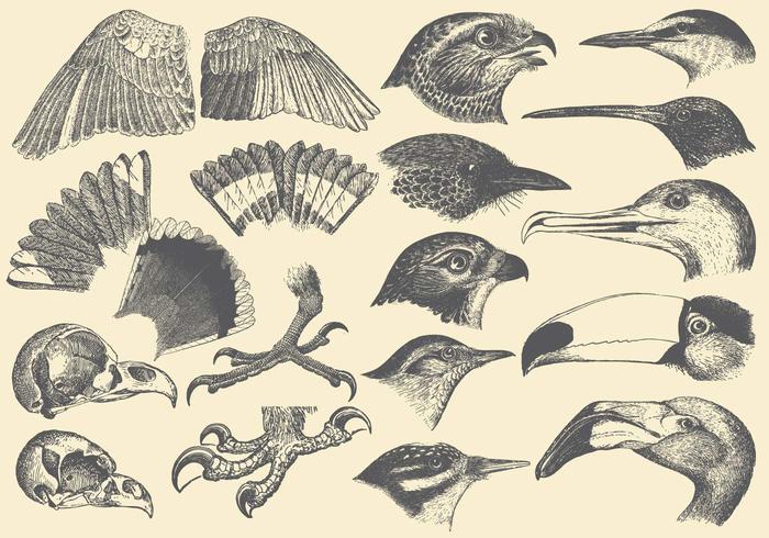 Bird Part Drawings vector