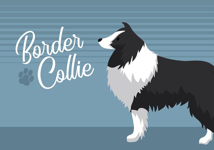 Border Collie Free Vector