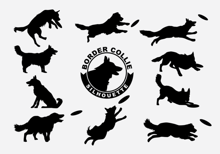 Border Collie Silhouette Vector