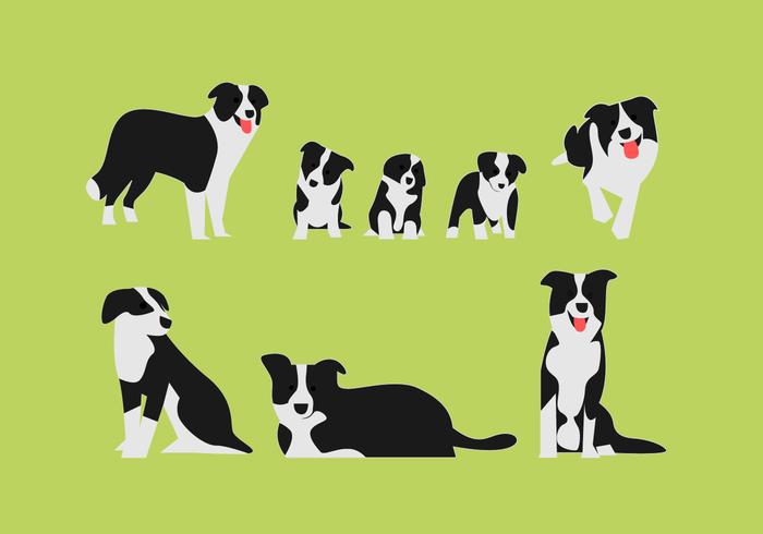 Border Collie Vector Illustrarion Sets