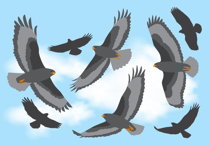 Buzzard Flying In The Sky vector