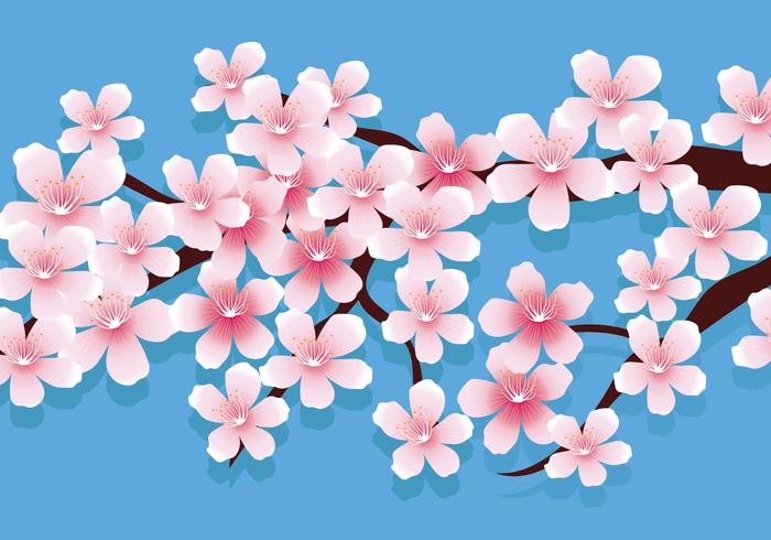 Cherry Blossoms Vector Illustration