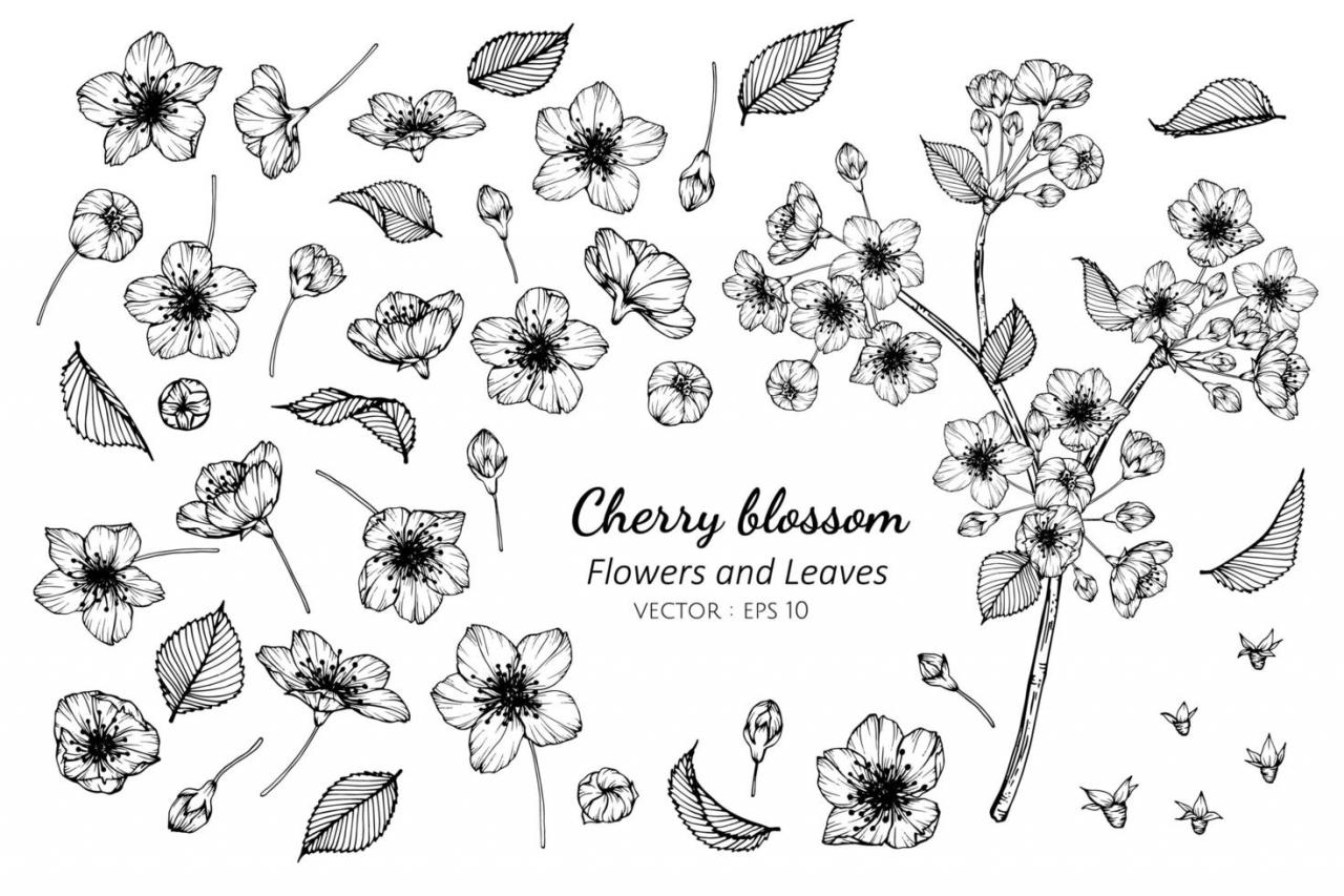 Collection of Cherry Blossom Flowers and Leaves vector