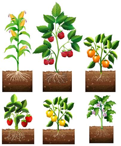 Different kinds of plant in garden vector