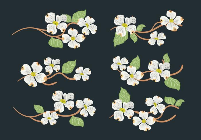 Dogwood Flower Vector Collection
