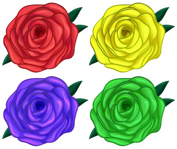 Four colorful roses vector