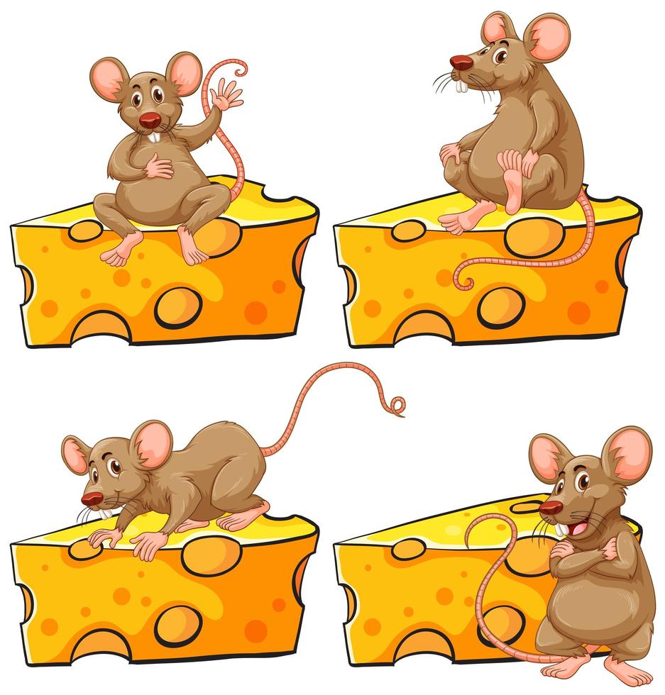 Four poses of mouse and cheese set vector