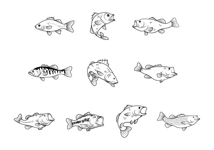 Free Bass Fishes Vector