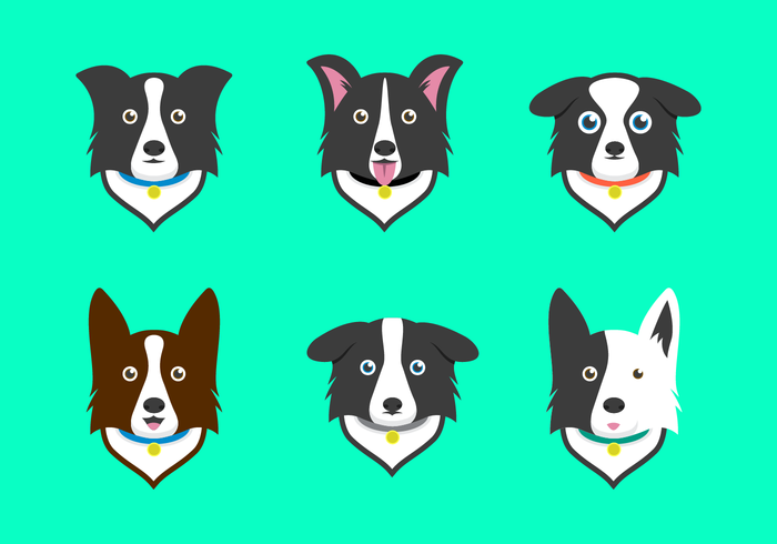 Free Border Collie Vector