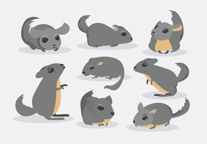 Free Chinchilla Vector