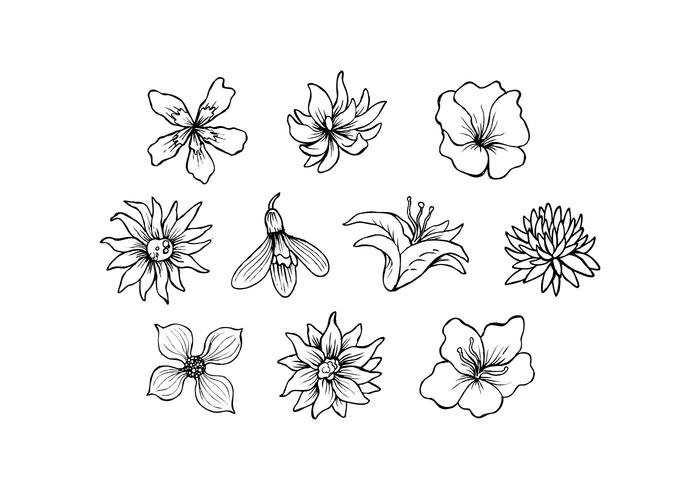 Free Flowers Hand Drawn Vector