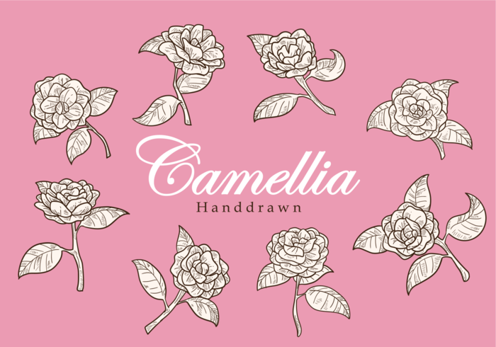 Free Hand Drawn Camellia Flower Vectors