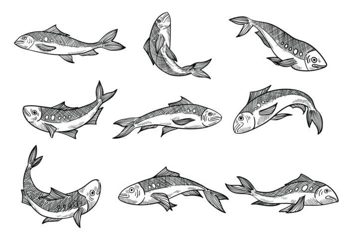 Free Hand Drawn Sardine Vectors