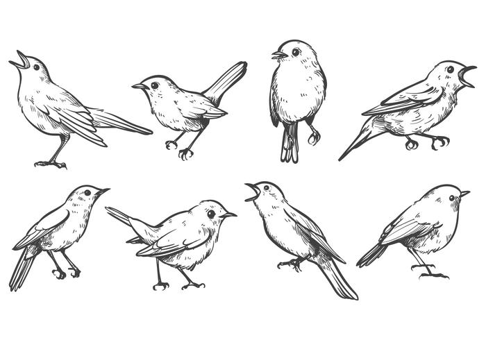 Free Nightingale Vectors