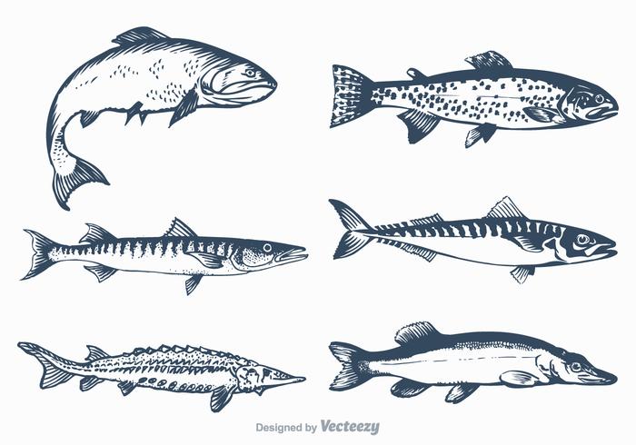 Free Vector Freshwater Fish Set