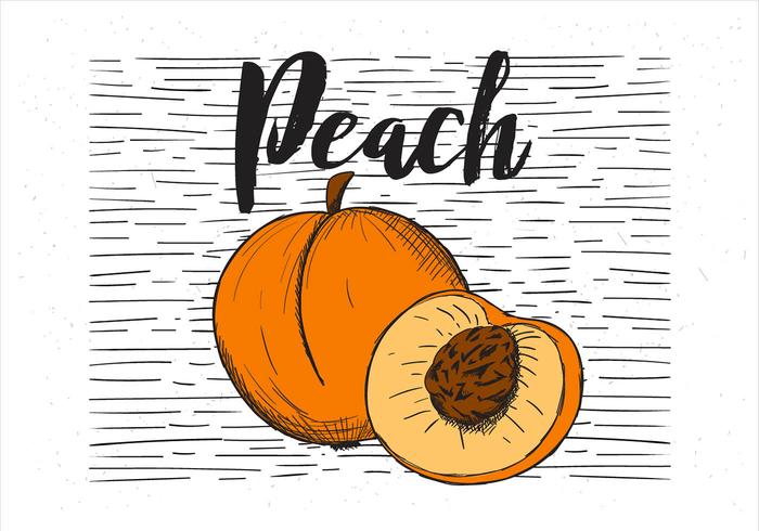 Free Vector Hand Drawn Peach Illustration