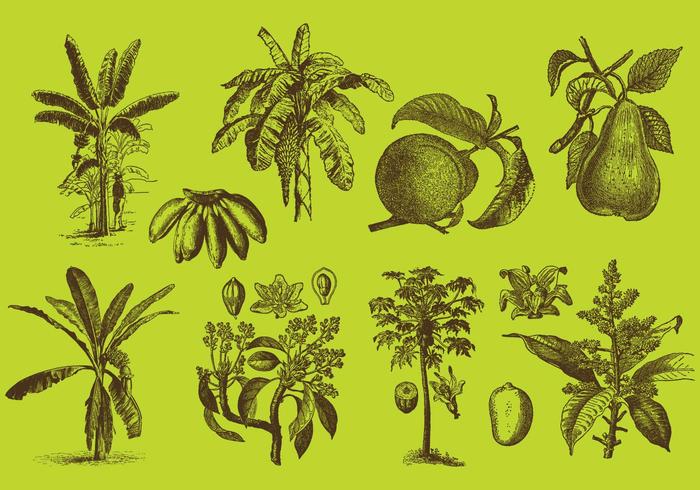 Fruit Trees drawings vector