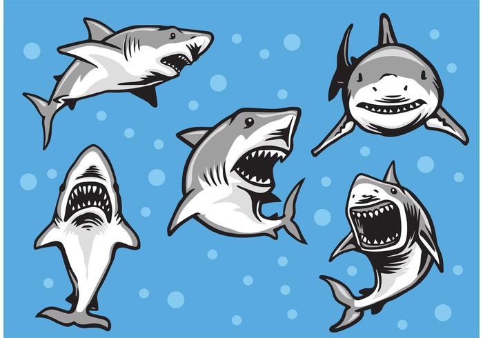 Great White Shark Vectors 