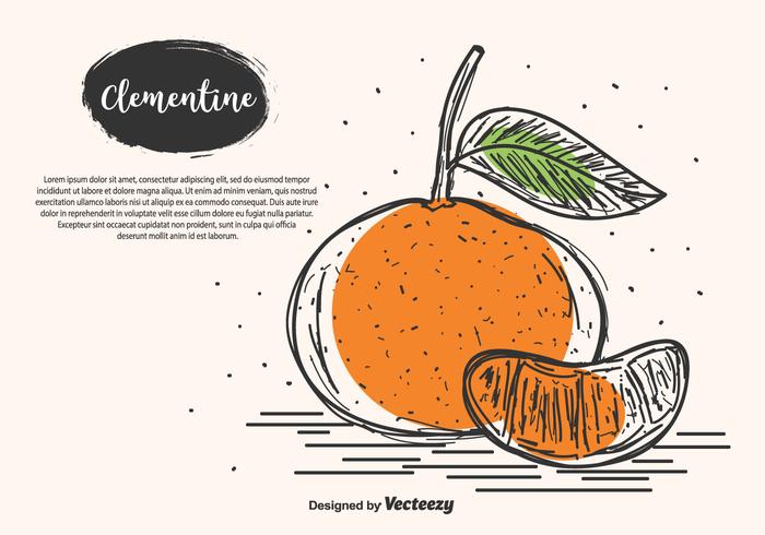 Hand Drawn Clementine Vector Background