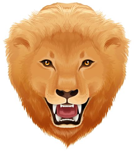 Lions head white background vector