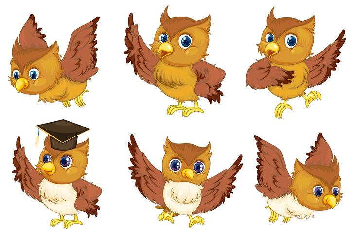Owl series vector