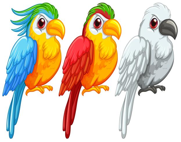 Parrots vector