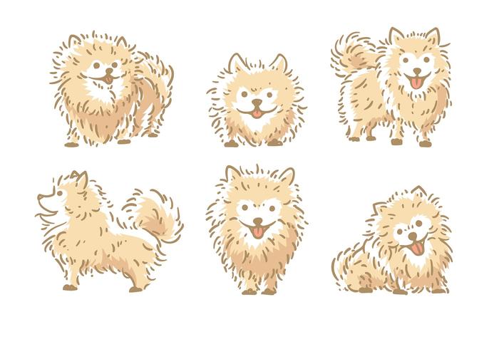 Pomeranian Vector