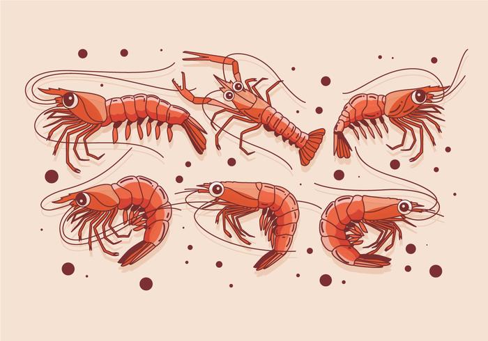 Prawns Vector
