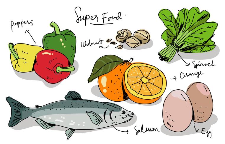 Super Foods Hand Drawn Vector Illustration