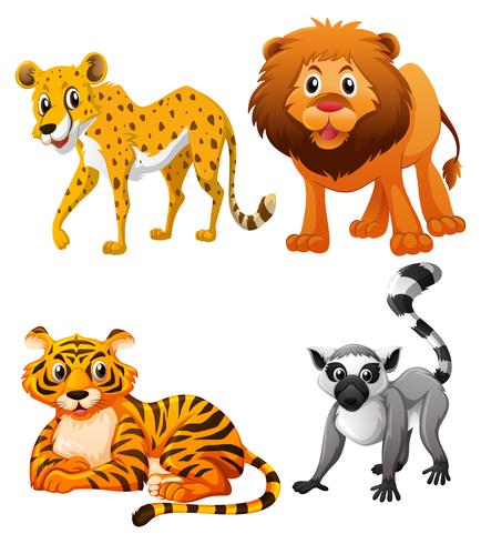 Tigers and lion on white background vector