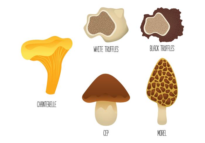 Truffles Vectors