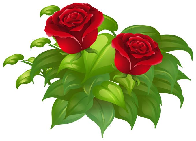 Two red roses and green leaves vector
