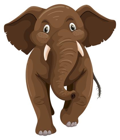Baby elephant with brown skin vector