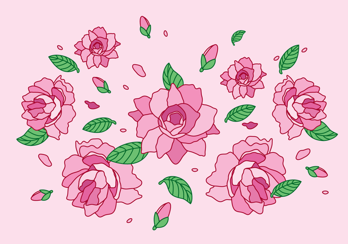 Camellia Flower vector