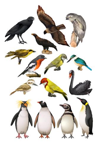 Different kind of birds vector