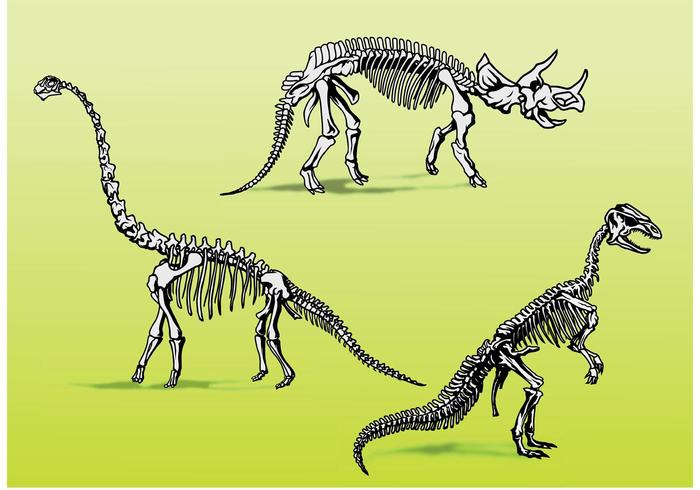 Dinosaur Bones Skeletons  vector