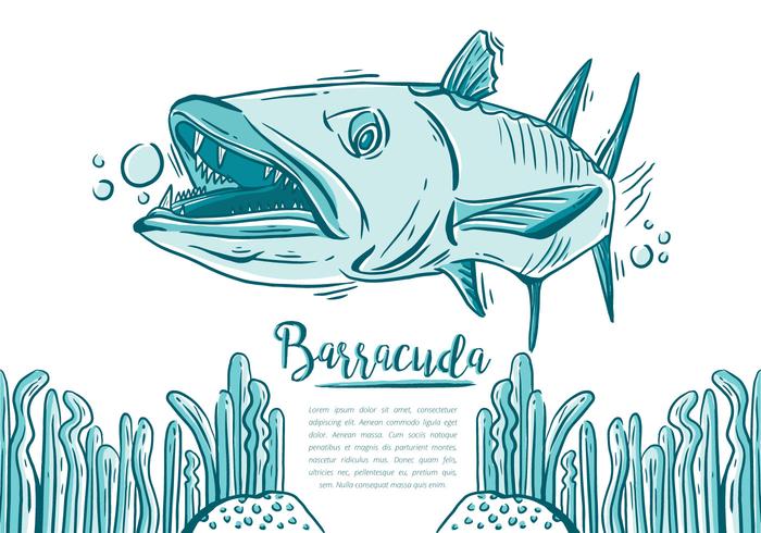 Free Barracuda Fish vector