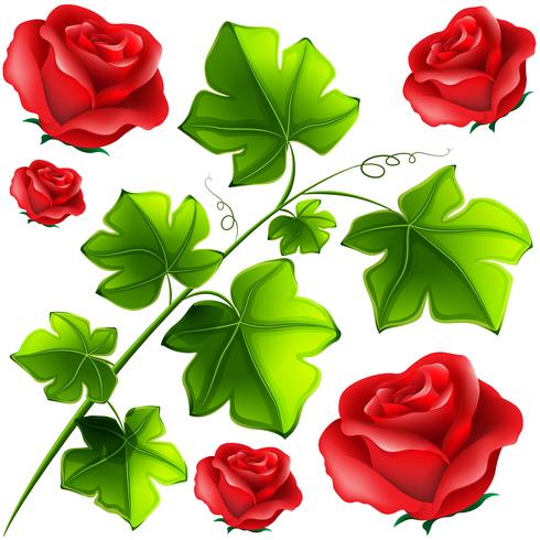 Green leaves and red roses vector