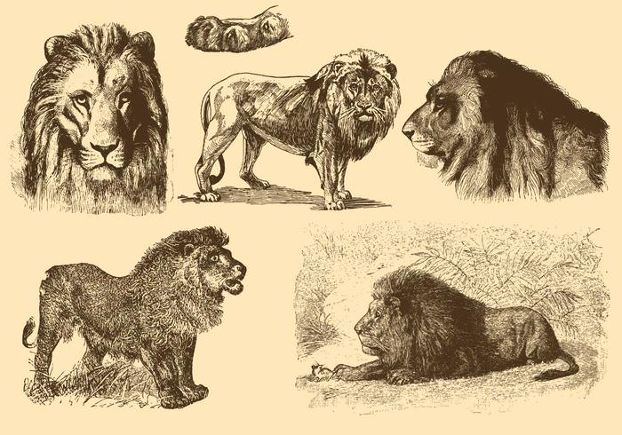 Lions Old Style Drawings vector