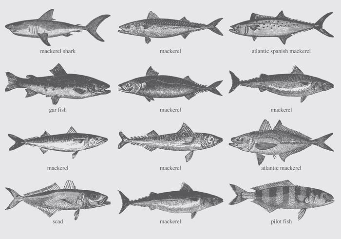 Mackerel Drawings vector