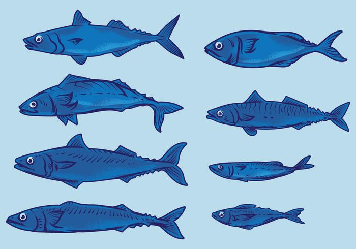 Mackerel Fish vector