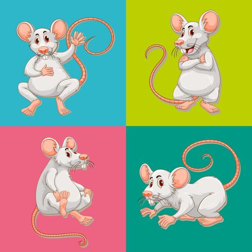 Mouse in four color backgrounds vector