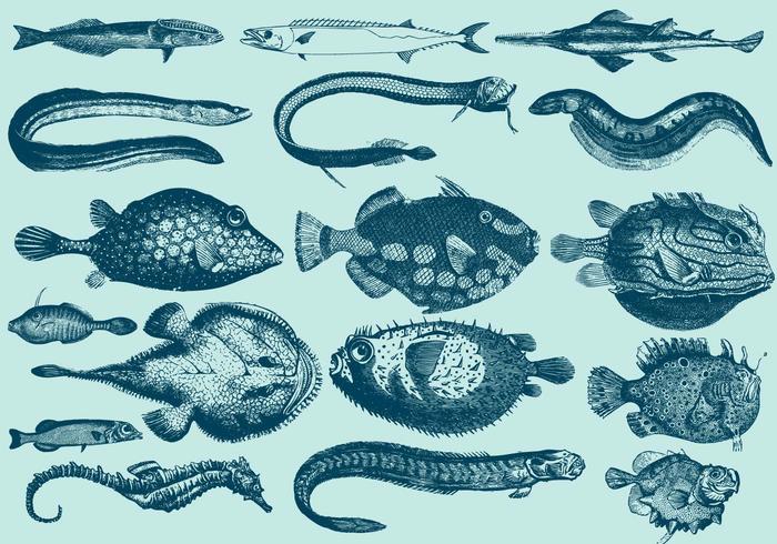 Rare Aquatic Creatures vector