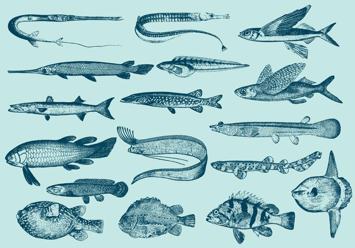 Vintage Stranger Fishes vector