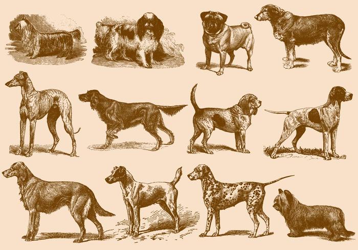 Vintage Brown Dog Illustrations vector