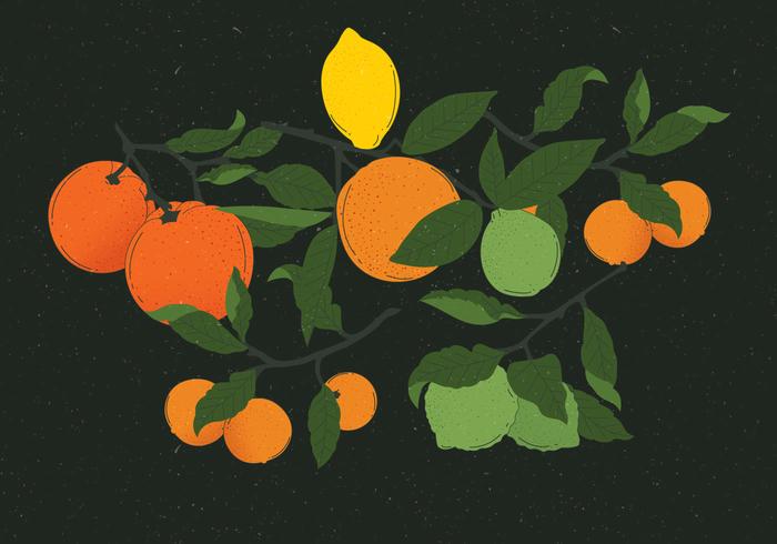 Vintage Citrus Illustrations Vector