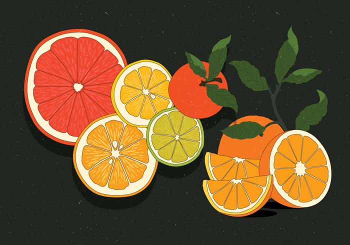 Vintage Citrus Illustrations Vol 2 Vector