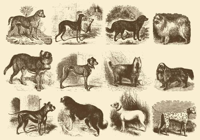 Vintage Dog Illustrations vector